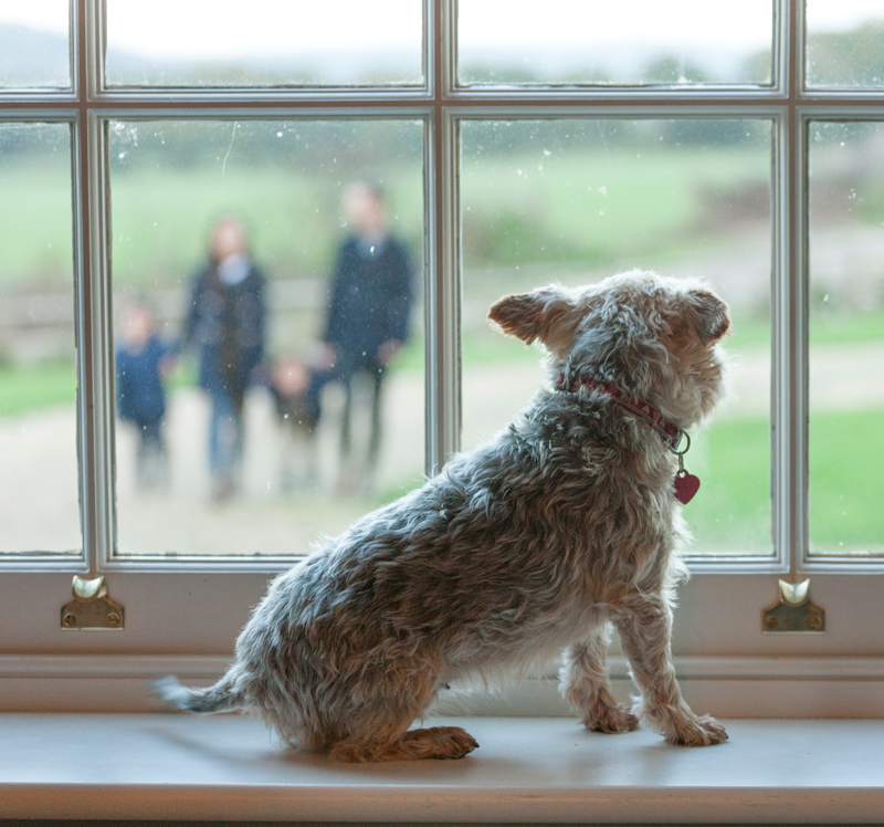 Small dog looking through a sash window